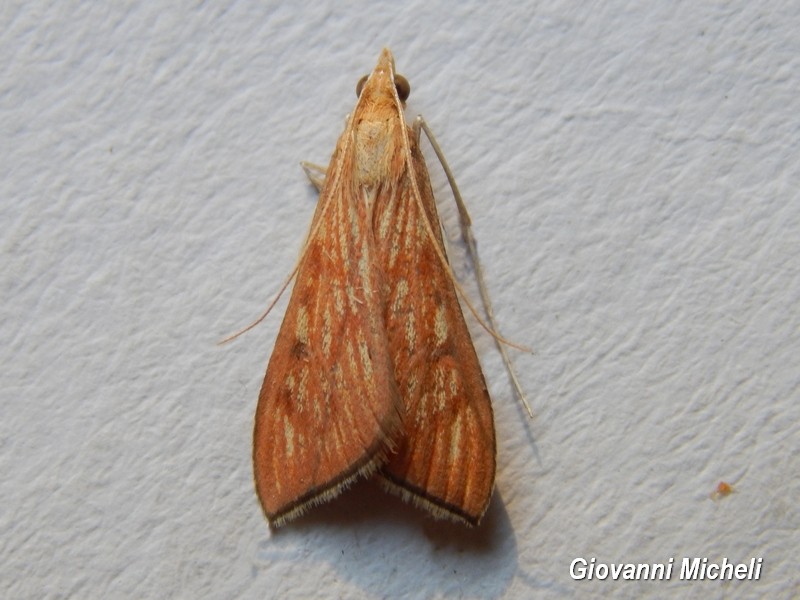 Serie di Falene da confemare